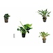 Wasserpflanze Pflanzenpaket Extra Small 1