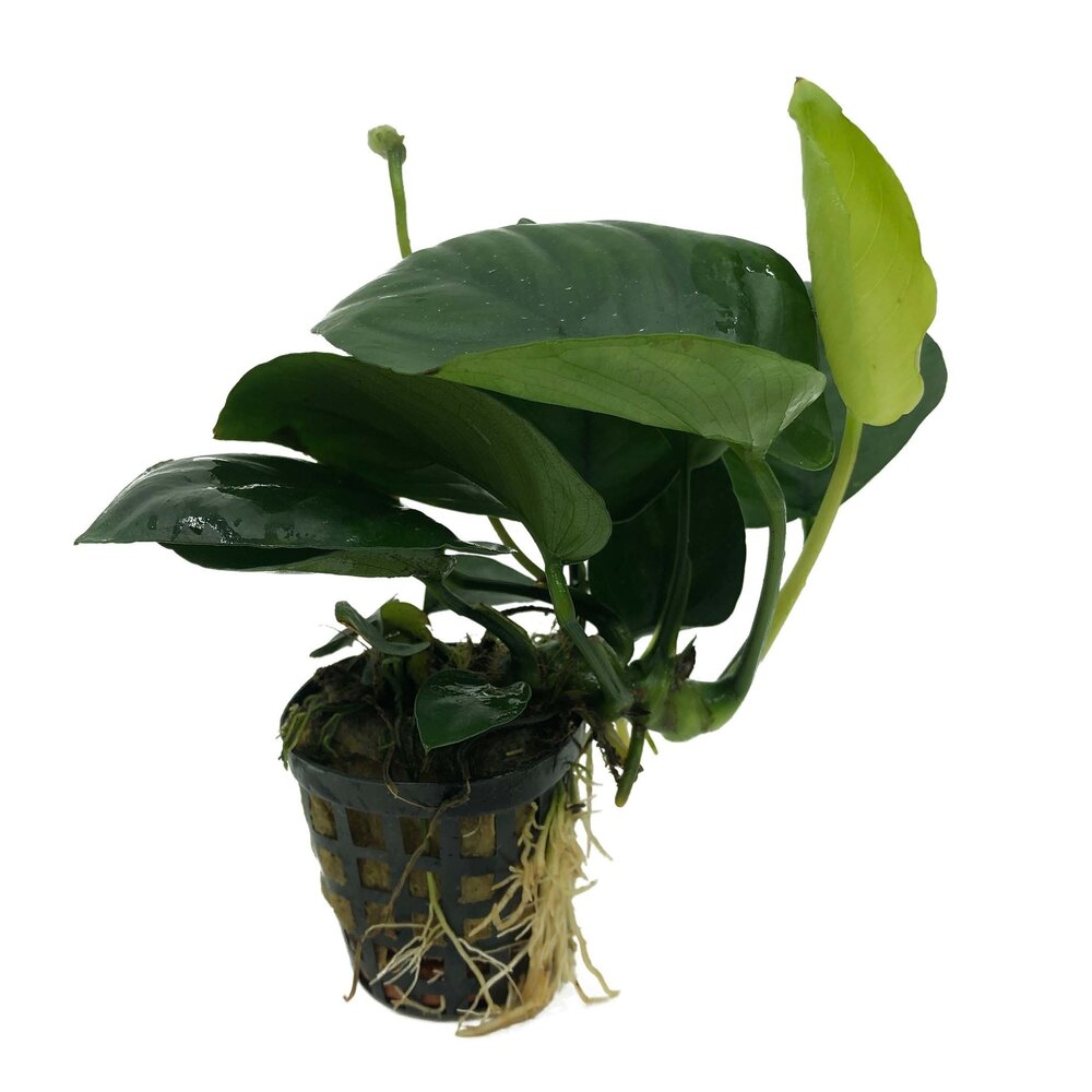 Wasserpflanze Pflanzenpaket Extra Small 1