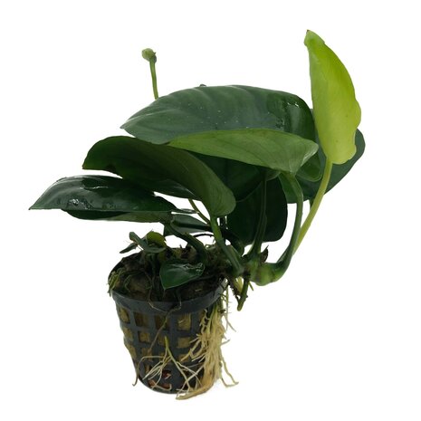 Wasserpflanze Pflanzenpaket Extra Small 1