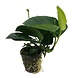 Wasserpflanze Pflanzenpaket Extra Small 1