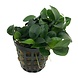 Wasserpflanze Pflanzenpaket Extra Small 1