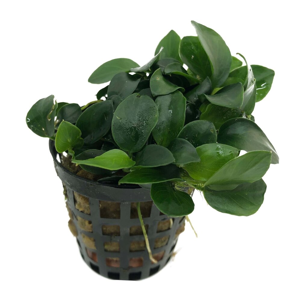 Waterplant Pflanzenpaket Easy Large