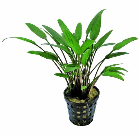 Wasserpflanze Pflanzenpaket Extra Small 1