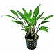 Wasserpflanze Pflanzenpaket Extra Small 1