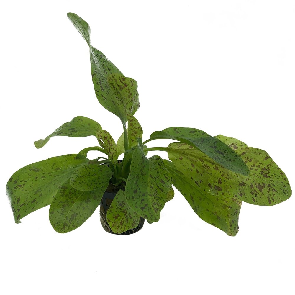 Waterplant Pflanzenpaket Easy Large