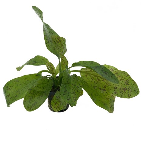 Waterplant Pflanzenpaket Easy Large