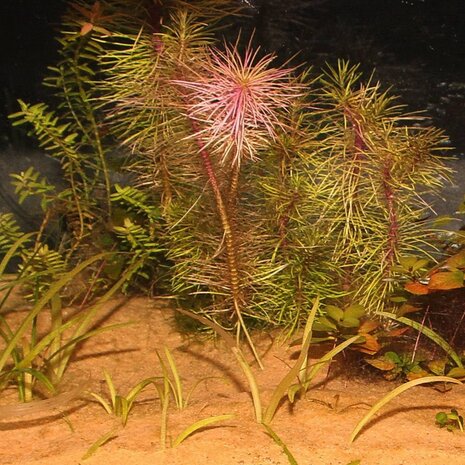 JBL Sansibar Orange 5kg JBL Sansibar Orange 5kg