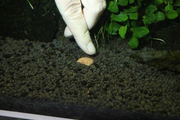 JBL Tonbodenkugeln 7 + 13 Düngerkugeln JBL Tonbodenkugeln 7 + 13 Düngerkugeln