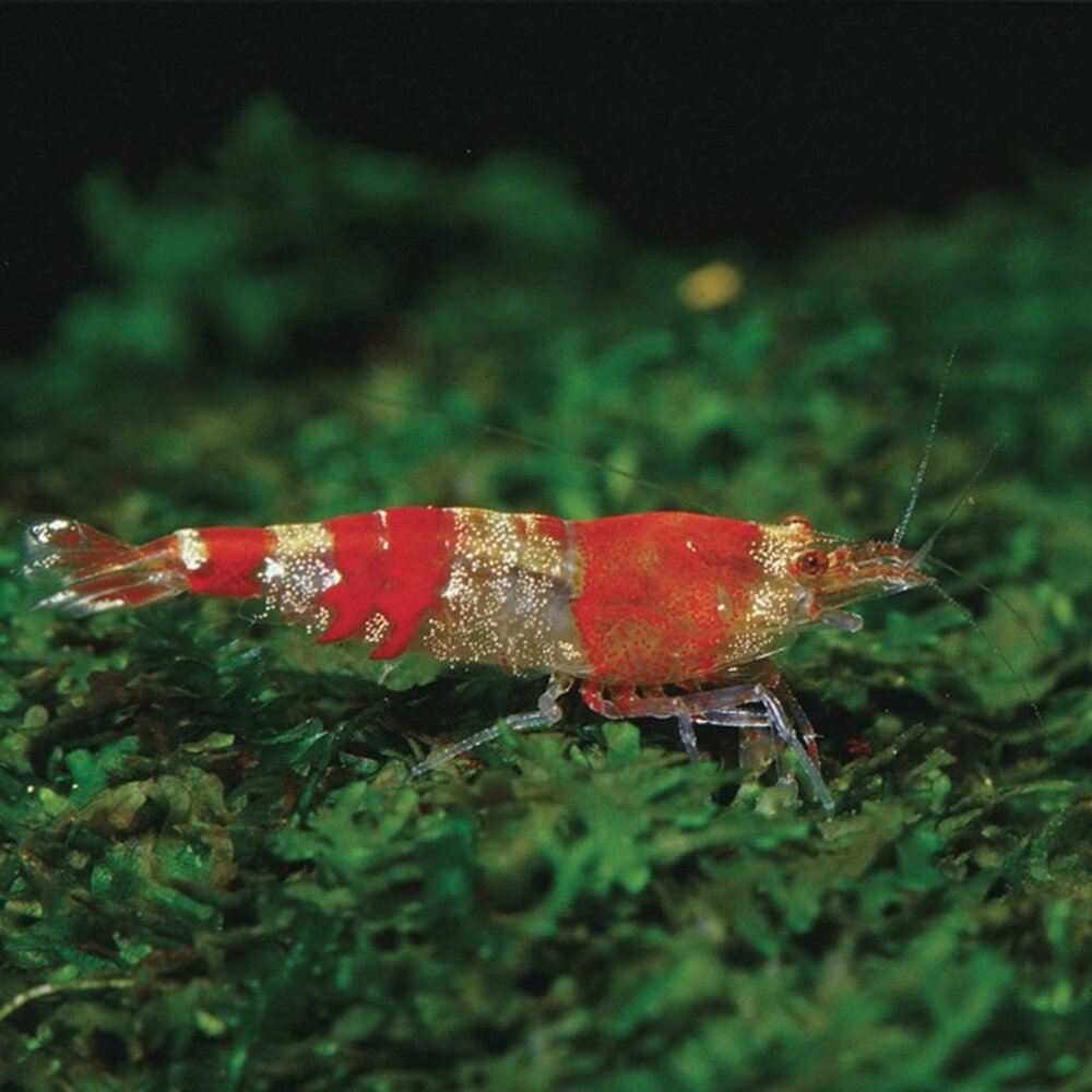 JBL Biotopol C 100ml JBL Biotopol C 100ml