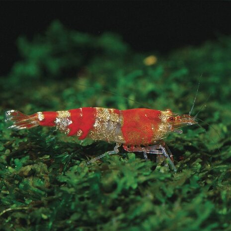 JBL Biotopol C 100ml JBL Biotopol C 100ml