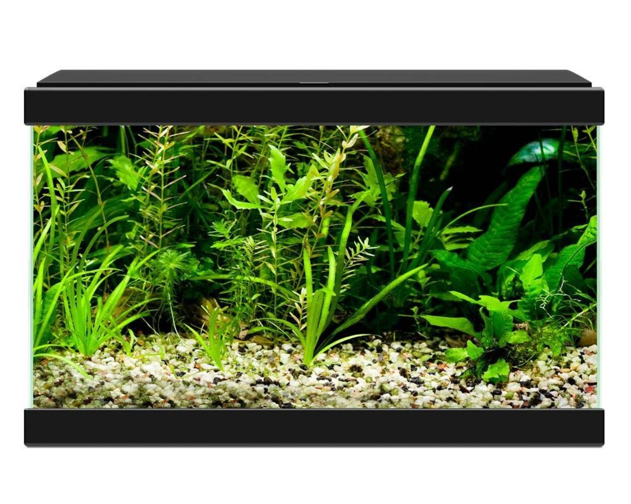 Ciano Aqua 20 LED Schwarz Ciano Aqua 20 LED Schwarz