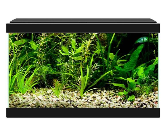 Ciano Aqua 20 LED Schwarz Ciano Aqua 20 LED Schwarz