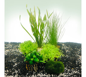 AquastoreXL Pflanzenpaket Nano AquastoreXL Pflanzenpaket Nano