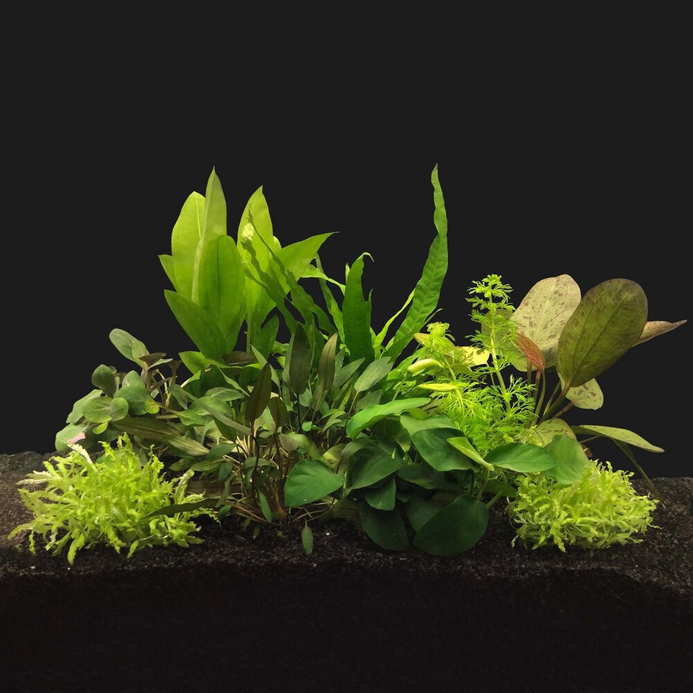 Waterplant Pflanzenpaket Large 1 Waterplant Pflanzenpaket Large 1