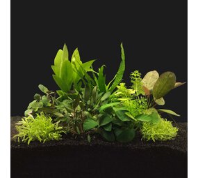 Waterplant Pflanzenpaket Large 1 Waterplant Pflanzenpaket Large 1