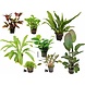 Wasserpflanze Pflanzenpaket Large 1 Wasserpflanze Pflanzenpaket Large 1