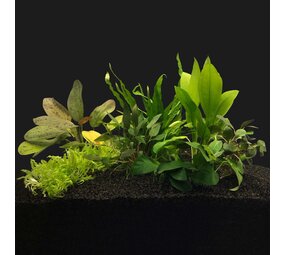 Waterplant Pflanzenpaket Medium 1 Waterplant Pflanzenpaket Medium 1