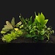 Waterplant Pflanzenpaket Medium 1 Waterplant Pflanzenpaket Medium 1