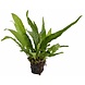 Wasserpflanze Pflanzenpaket Large 1 Wasserpflanze Pflanzenpaket Large 1