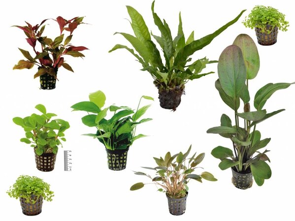 Waterplant Pflanzenpaket Medium 1 Waterplant Pflanzenpaket Medium 1