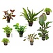 Waterplant Pflanzenpaket Medium 1 Waterplant Pflanzenpaket Medium 1