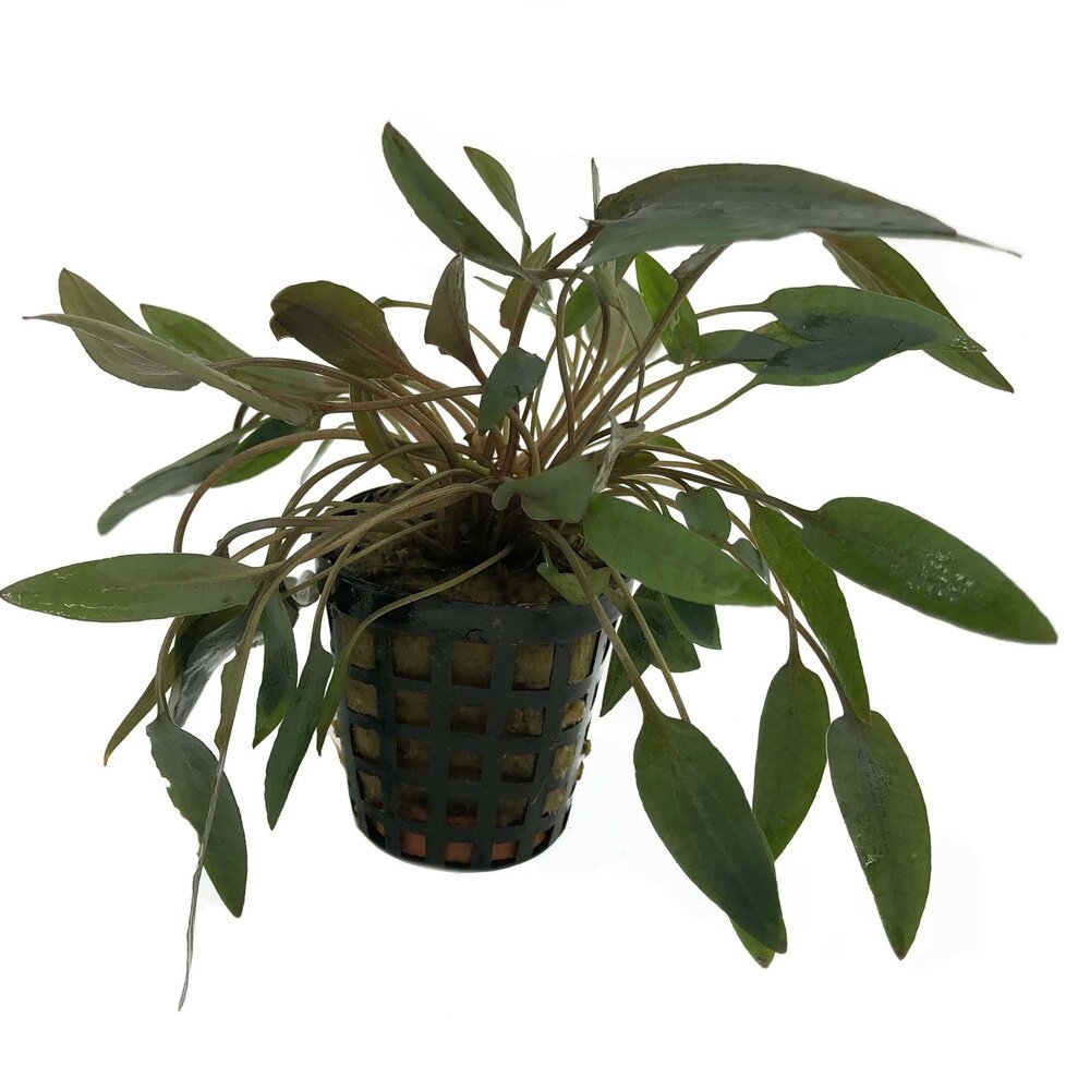 Waterplant Pflanzenpaket Large 1 Waterplant Pflanzenpaket Large 1