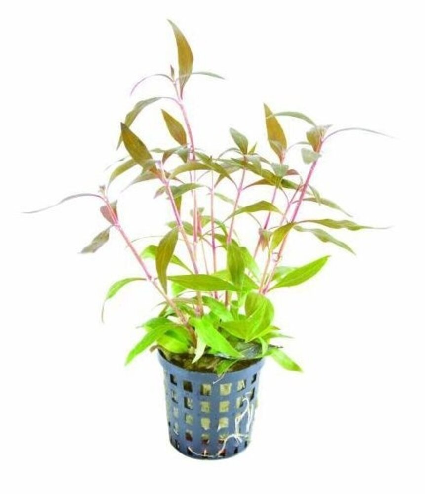 Wasserpflanze Pflanzenpaket Medium 1