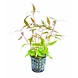 Waterplant Pflanzenpaket Medium 1 Waterplant Pflanzenpaket Medium 1
