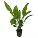 Waterplant Pflanzenpaket Large 1 Waterplant Pflanzenpaket Large 1