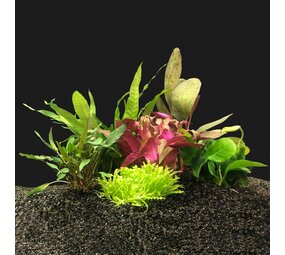 Waterplant Pflanzenpaket Small 1 Waterplant Pflanzenpaket Small 1