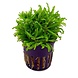 Waterplant Pflanzenpaket Large 1 Waterplant Pflanzenpaket Large 1