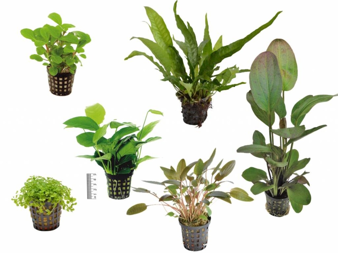 Waterplant Pflanzenpaket Small 1 Waterplant Pflanzenpaket Small 1
