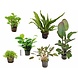 Wasserpflanze Pflanzenpaket Small 1