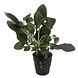 Waterplant Pflanzenpaket Medium 1 Waterplant Pflanzenpaket Medium 1