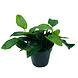Wasserpflanze Pflanzenpaket Large 1 Wasserpflanze Pflanzenpaket Large 1