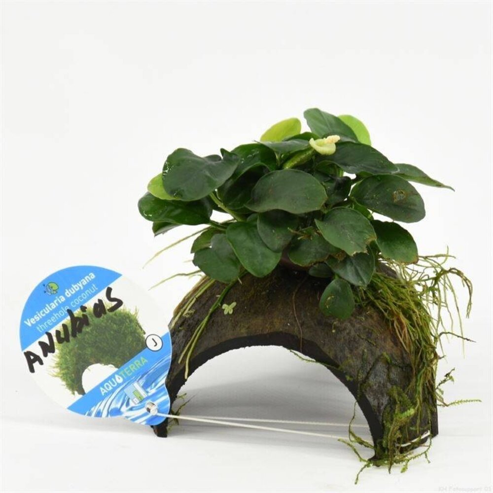 Wasserpflanze 3-Loch-Kokosnuss mit Anubias Wasserpflanze 3-Loch-Kokosnuss mit Anubias