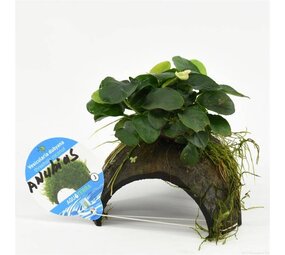 Wasserpflanze 3-Loch-Kokosnuss mit Anubias