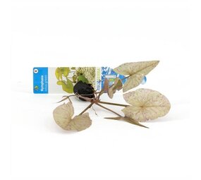 Wasserpflanze Nymphaea lotus grün