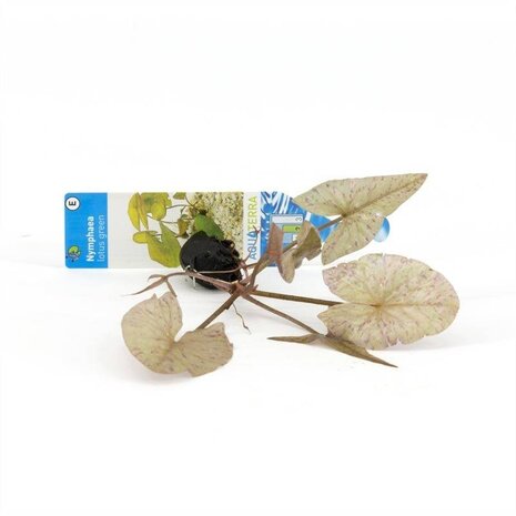 Waterplant Nymphaea lotus grün Waterplant Nymphaea lotus grün