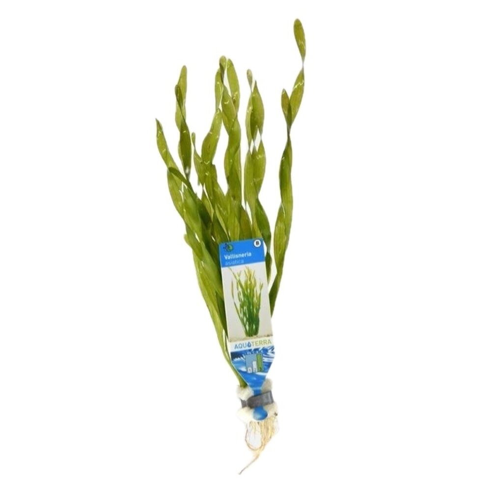 Waterplant Vallisneria Asiatica