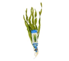 Waterplant Vallisneria Asiatica