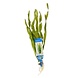Waterplant Vallisneria Asiatica