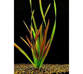 Wasserpflanze Vallisneria Giganthea Rubra Bund