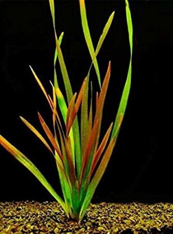Wasserpflanze Vallisneria Giganthea Rubra Bund Wasserpflanze Vallisneria Giganthea Rubra Bund