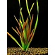 Wasserpflanze Vallisneria Giganthea Rubra Bund Wasserpflanze Vallisneria Giganthea Rubra Bund