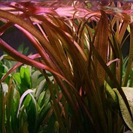 Wasserpflanze Vallisneria Giganthea Rubra Bund Wasserpflanze Vallisneria Giganthea Rubra Bund