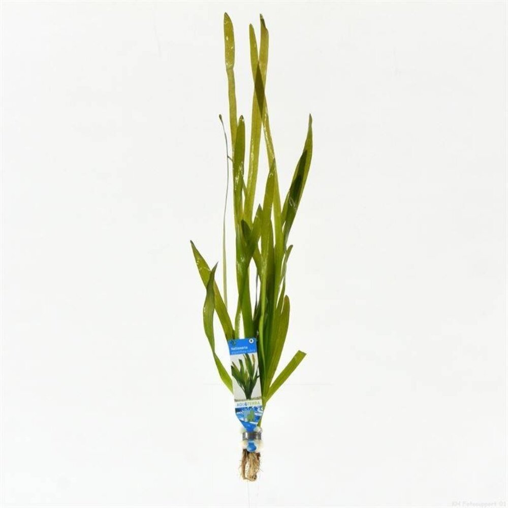 Wasserpflanze Vallisneria Giganthea Rubra Bund Wasserpflanze Vallisneria Giganthea Rubra Bund