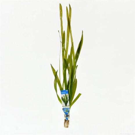 Wasserpflanze Vallisneria Giganthea Rubra Bund Wasserpflanze Vallisneria Giganthea Rubra Bund