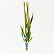 Wasserpflanze Vallisneria Giganthea Rubra Bund Wasserpflanze Vallisneria Giganthea Rubra Bund