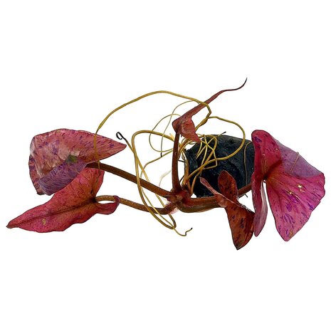 Wasserpflanze Nymphaea lotus rot